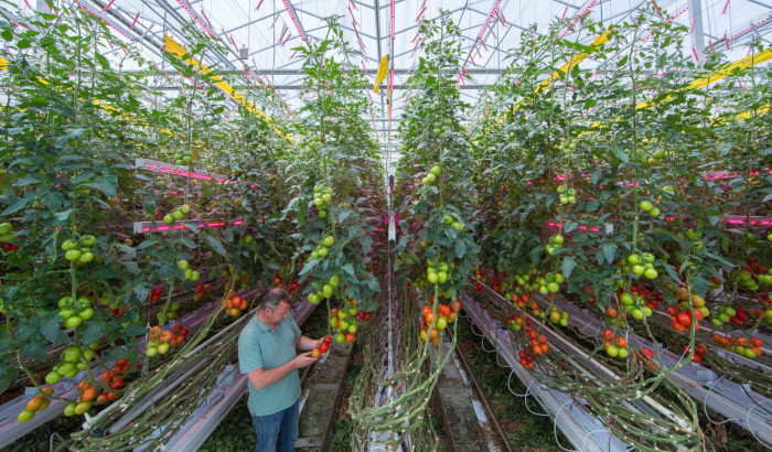 Combining HPS and LED lights for higher tomato yields and longer illumination periods