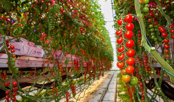 3 reasons why intercanopy lighting is  effective for high-wire vegetables